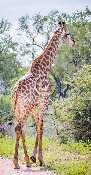 Giraffe