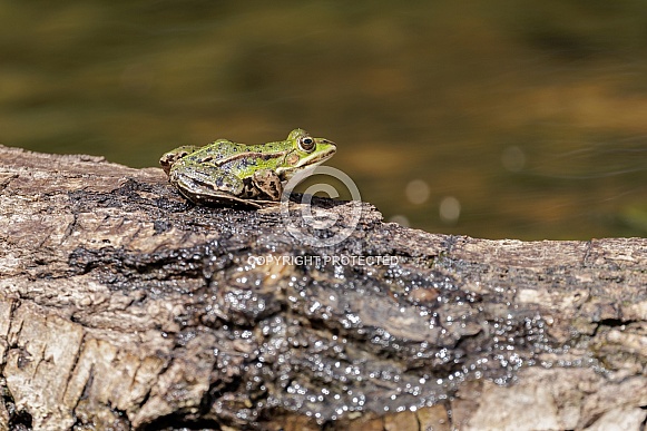 Green frog in the water Green frog in the water