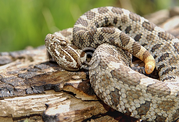 Eastern Massasauga Rattlesnake
