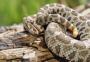 Eastern Massasauga Rattlesnake