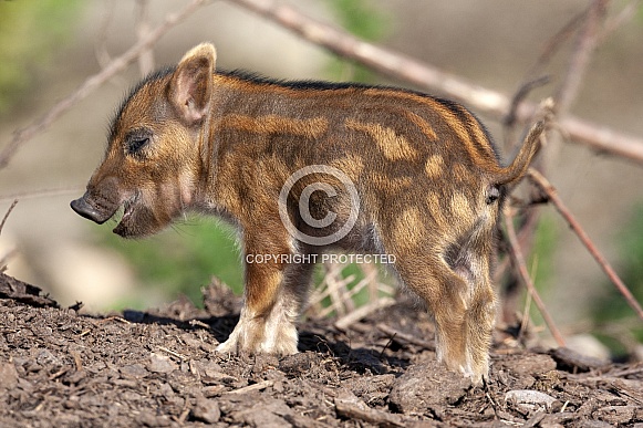 Baby Red River Hog