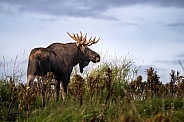 Bull mosse at sunset in a field