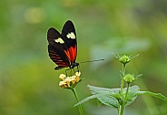 Postman Butterfly