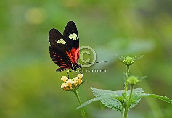 Postman Butterfly Postman Butterfly