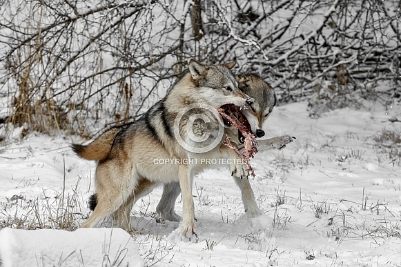 Grey Wolf-Wolf Food Fight