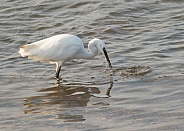 Little Egret with Catch