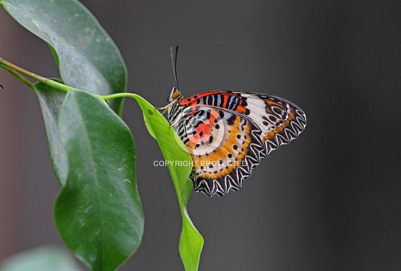 Leopard Lacewing