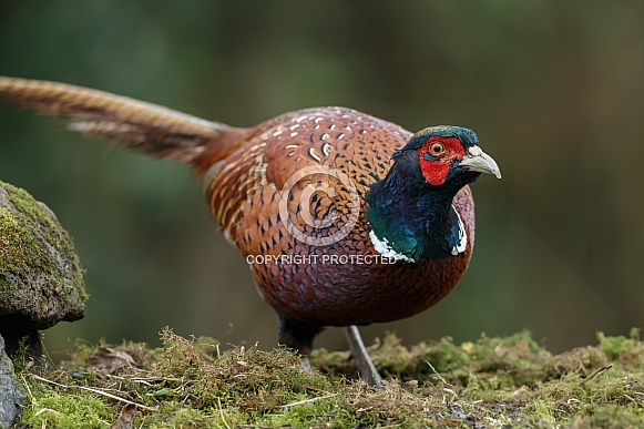 Pheasant