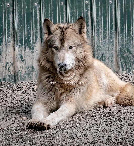 Gray wolf