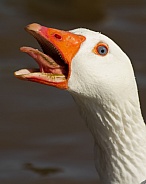 Angry Domestic Goose