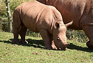 Rhino