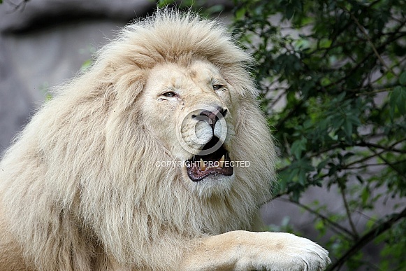 Afr. White Lion