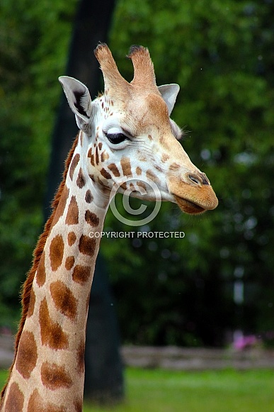 Rothschild Giraffe Rothschild Giraffe