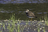Semipalmated Plover at Water's Edge in Alaska