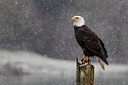 Eagle--Bald Eagle