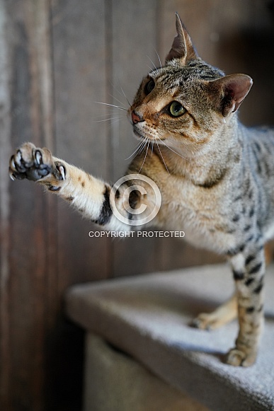 Savannah Cat Savannah Cat