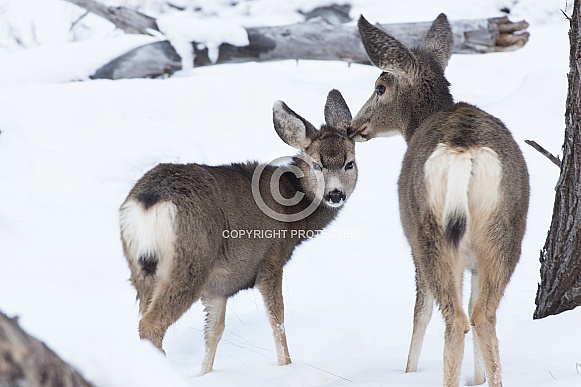 Mule Deer