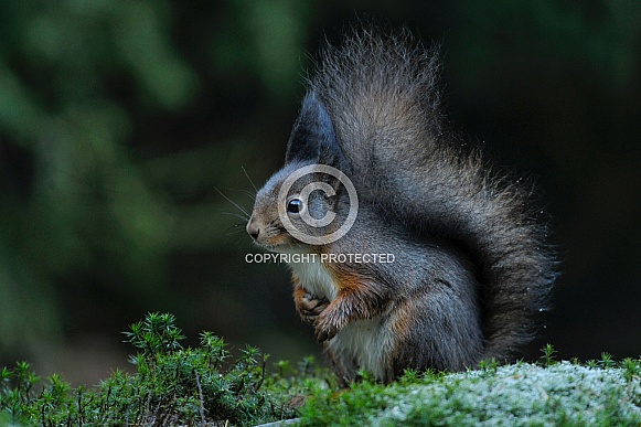 Red squirrel with Some frozen ground Red squirrel with Some frozen ground
