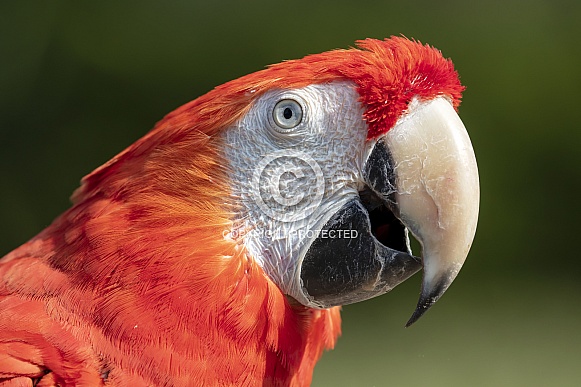 Scarlet macaw  (Ara macao)