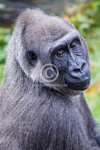 Western Lowland Gorilla (Gorilla Gorilla Gorilla) Western Lowland Gorilla (Gorilla Gorilla Gorilla)