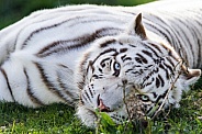 Serious white tiger