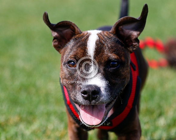 Up close photo of a Staffordshire Terrier puppy