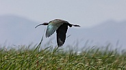 White Faced Ibis, Plegadis chihi