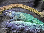 Rhinoceros Iguana