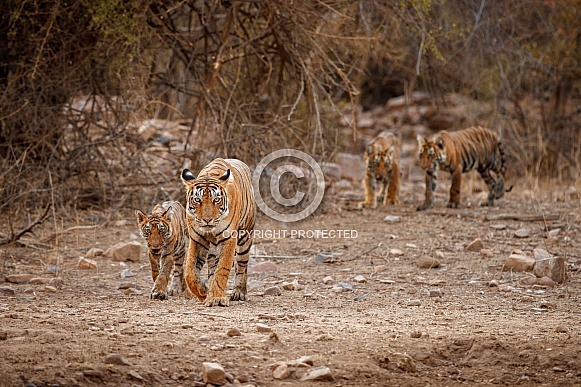 Beautiful tiger in the nature habitat. Tiger pose in amazing light. Wildlife scene with wild animal. Indian wildlife. Indian tiger. Panthera tigris tigris. Beautiful tiger in the nature habitat. Tiger pose in amazing light. Wildlife scene with wild animal. Indian wildlife. Indian tiger. Panthera tigris tigris.