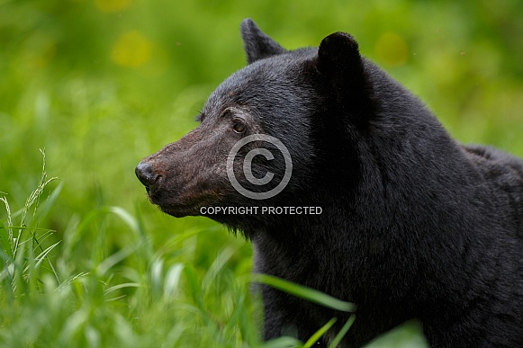 Black Bear and cubs