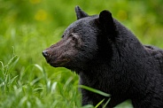 Black Bear and cubs