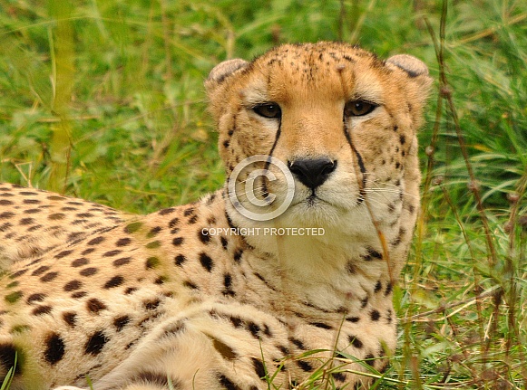 Cheetah