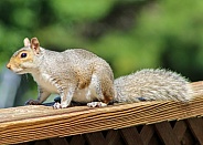 Squirrel