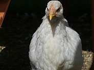 Grumpy Hen