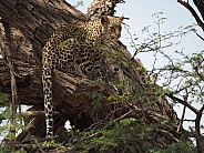 African Leopard -  Mofhenyi Kgalagadi Transfrontier Park