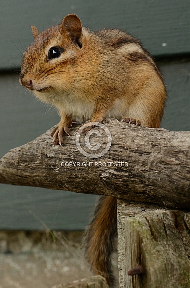 Eastern Chipmunk Eastern Chipmunk