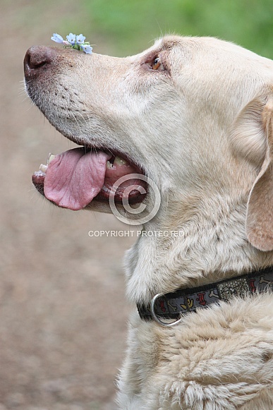 Yellow Labrador Retriever