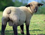 Hampshire Down Lamb (Male)