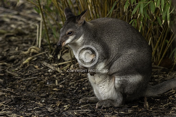 Dusky pademelon