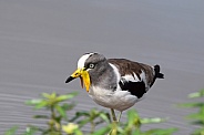 Wattled Lapwing also called Plover