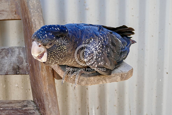 Red-tailed black cockatoo Red-tailed black cockatoo