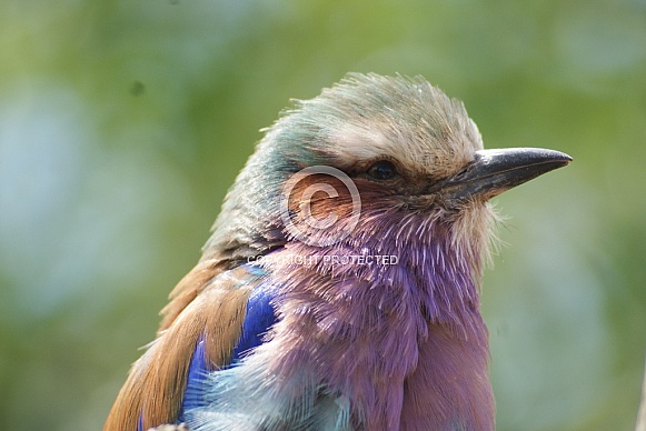 Lilac Breasted Roller Lilac Breasted Roller