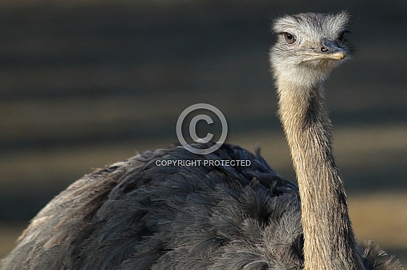 Greater Rhea Greater Rhea