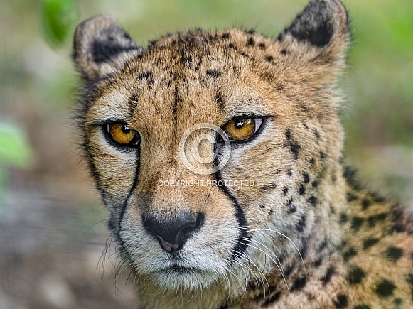 Cheetah portrait Cheetah portrait