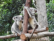 Australian Koalas