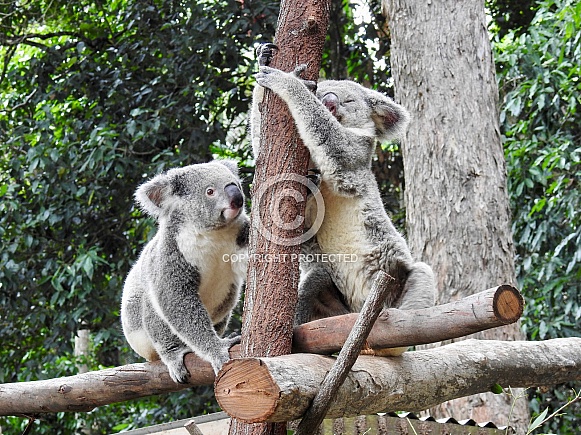 Australian Koalas Australian Koalas
