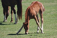 long legged foal