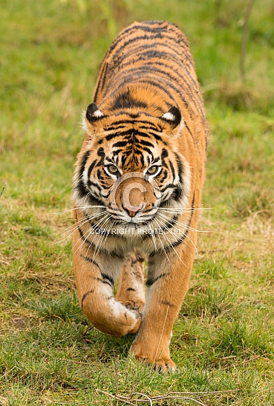 Sumatran Tiger