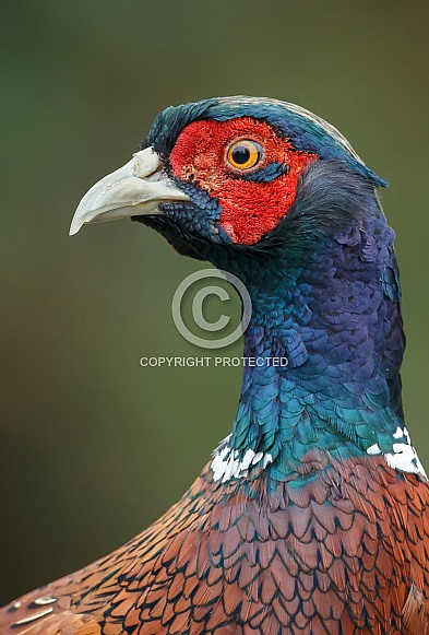 Pheasant Portrait