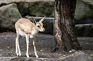 Black-tailed gazelle
